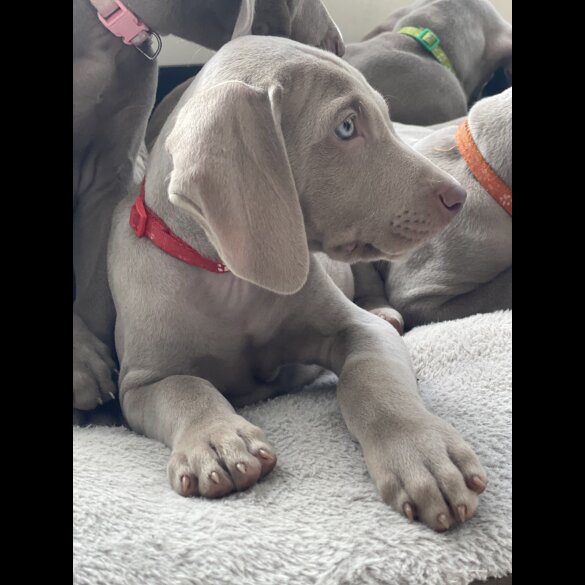 Weimaraner - Both