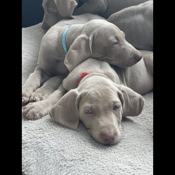 Weimaraner - Both
