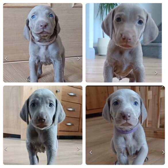 Weimaraner - Both