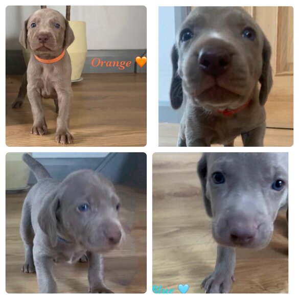 Weimaraner - Both