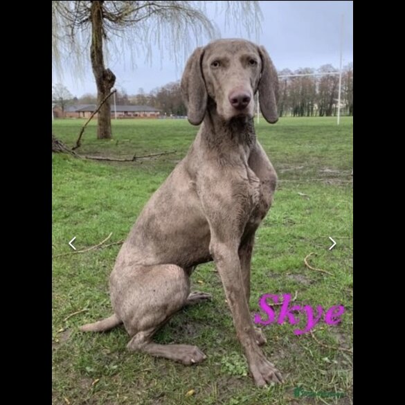 Weimaraner - Both