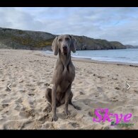 Weimaraner - Both