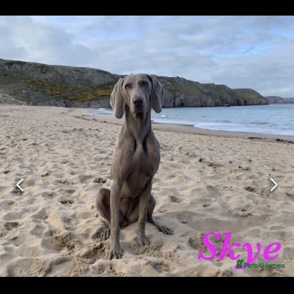 Weimaraner - Both