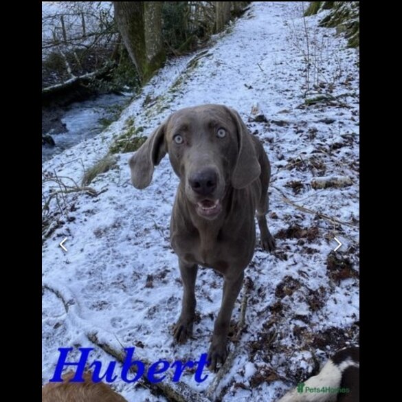 Weimaraner - Both