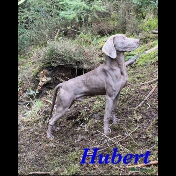 Weimaraner - Both
