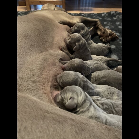 Weimaraner - Both