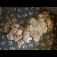 Weimaraner - Both