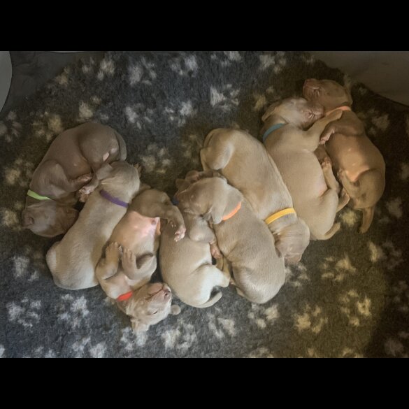 Weimaraner - Both