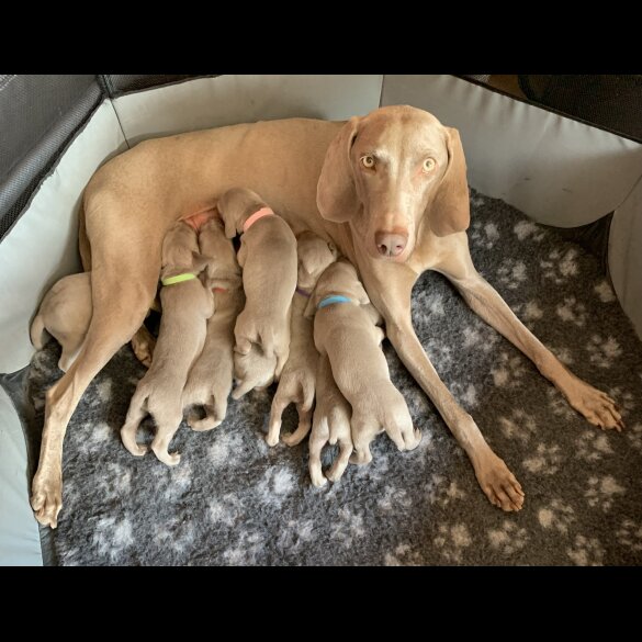 Weimaraner - Both
