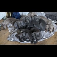 Weimaraner - Both