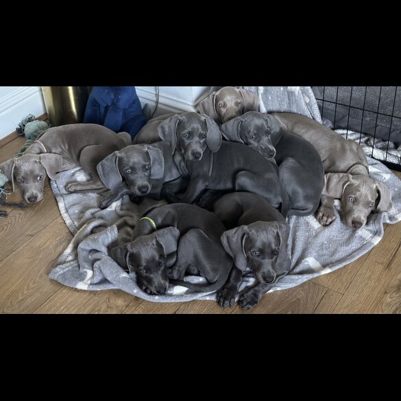 Weimaraner - Both
