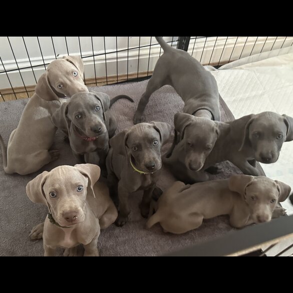 Weimaraner - Both