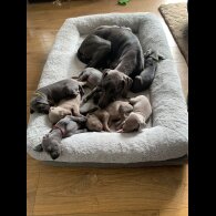 Weimaraner - Both