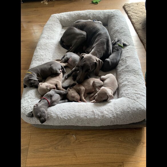 Weimaraner - Both