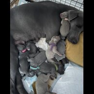 Weimaraner - Both