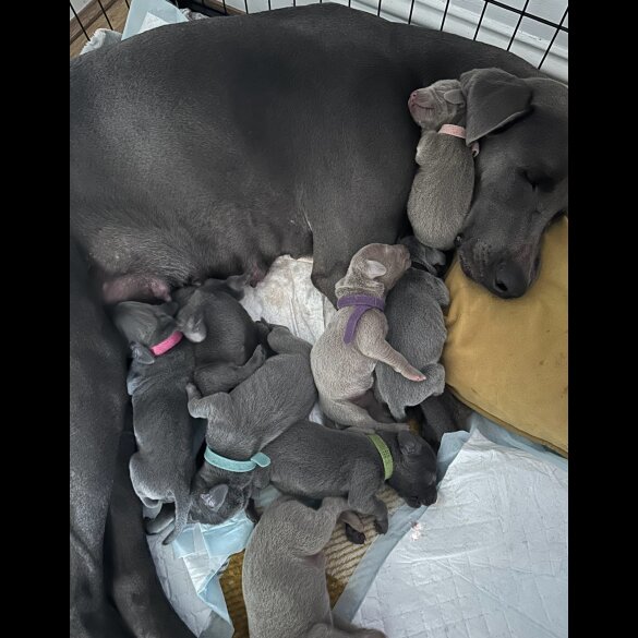 Weimaraner - Both