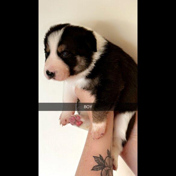 Welsh Collie - Both