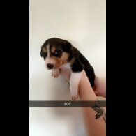 Welsh Collie - Both