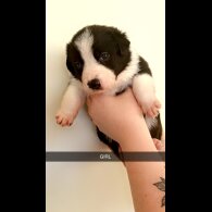 Welsh Collie - Both