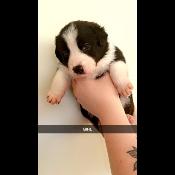 Welsh Collie - Both