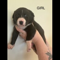 Welsh Collie - Both