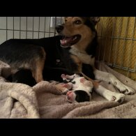 Welsh Collie - Both
