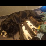 Welsh Springer Spaniel - Both