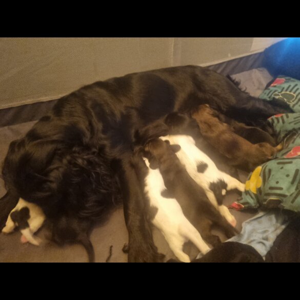Welsh Springer Spaniel - Both