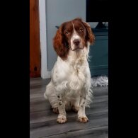 Welsh Springer Spaniel - Both