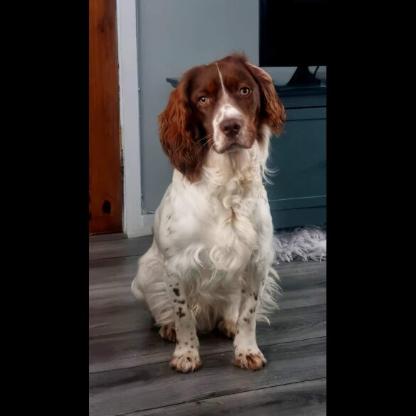 Welsh Springer Spaniel - Both