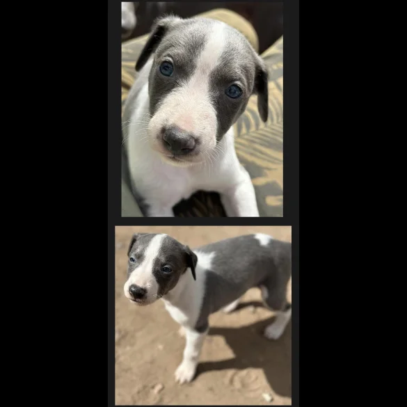 Whippet - Bitches