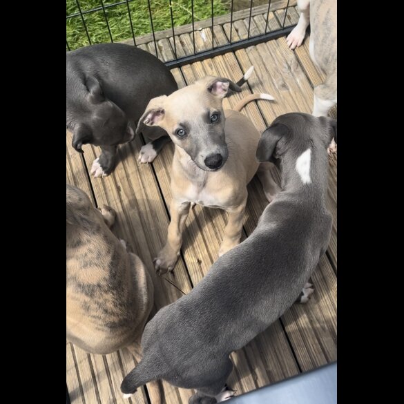 Whippet - Both