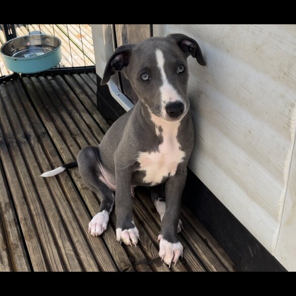 Whippet - Both