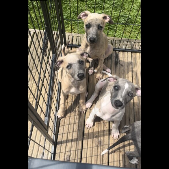 Whippet - Both