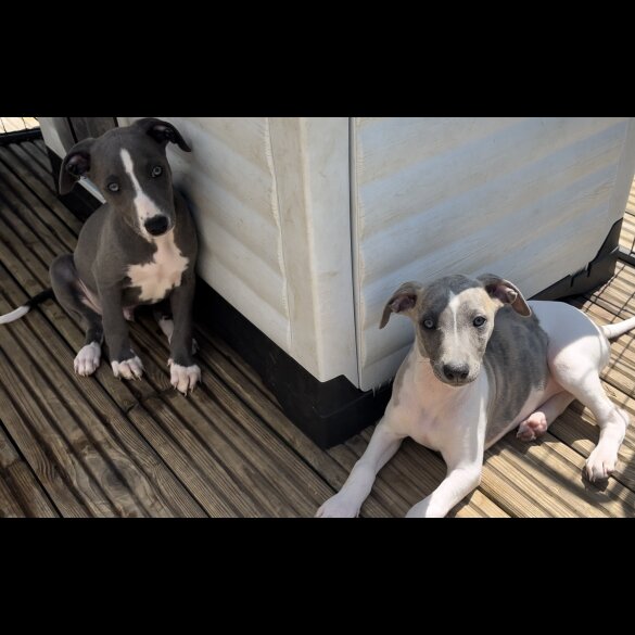 Whippet - Both
