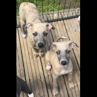Whippet - Both
