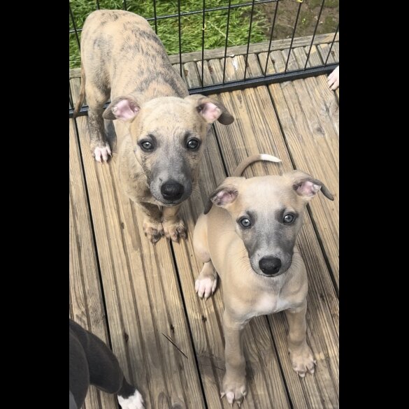 Whippet - Both