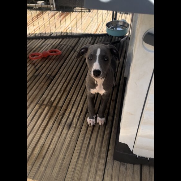 Whippet - Both