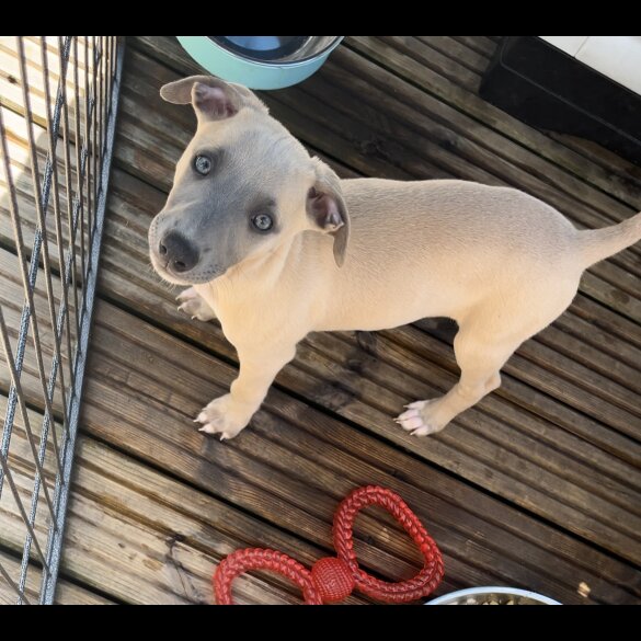 Whippet - Both