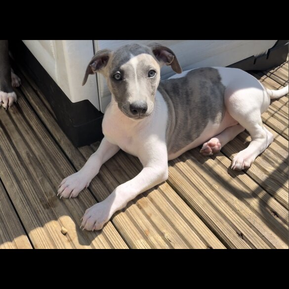 Whippet - Both