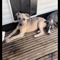 Whippet - Both