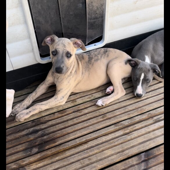 Whippet - Both