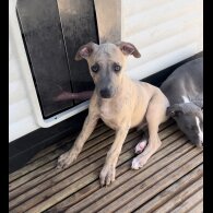 Whippet - Both
