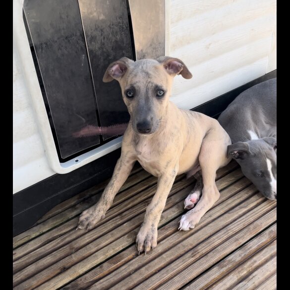 Whippet - Both