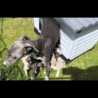 Whippet - Both