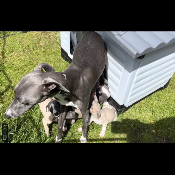 Whippet - Both
