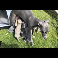 Whippet - Both