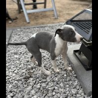 Whippet - Bitches
