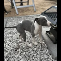 Whippet - Bitches