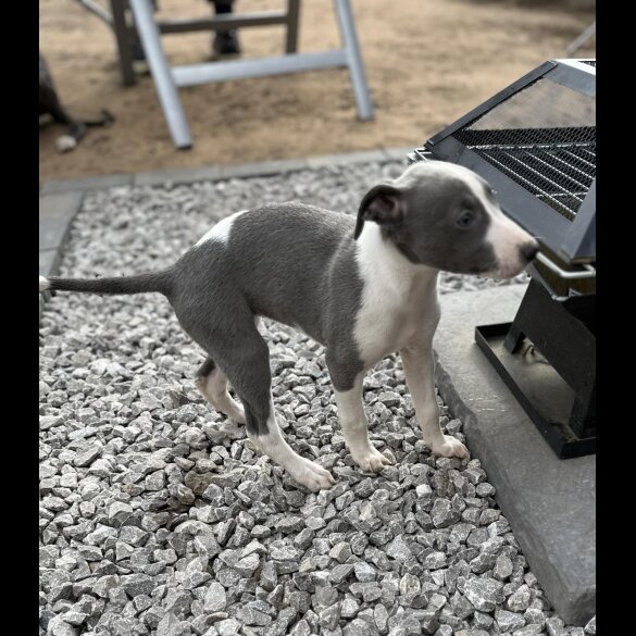 Whippet - Bitches